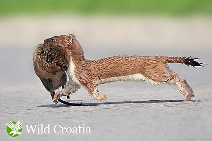 Wild Croatia